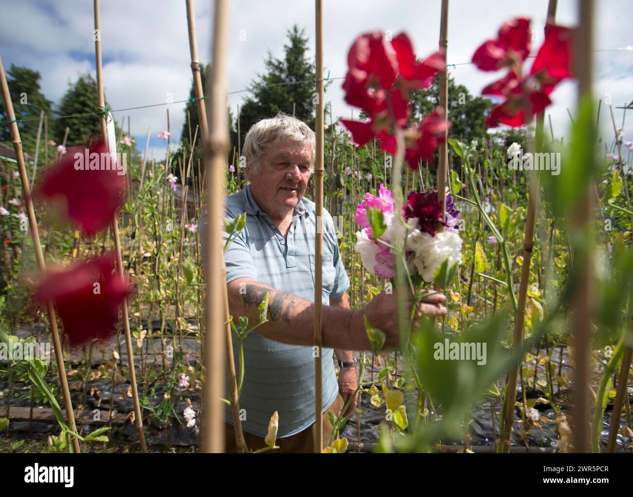 18/06/16 quando finalmente il sole esce e le temperature salgono, il campione coltivatore di piselli dolci George Pearson (75) sceglie i fiori dalla sua assegnazione a Bakewel Foto Stock