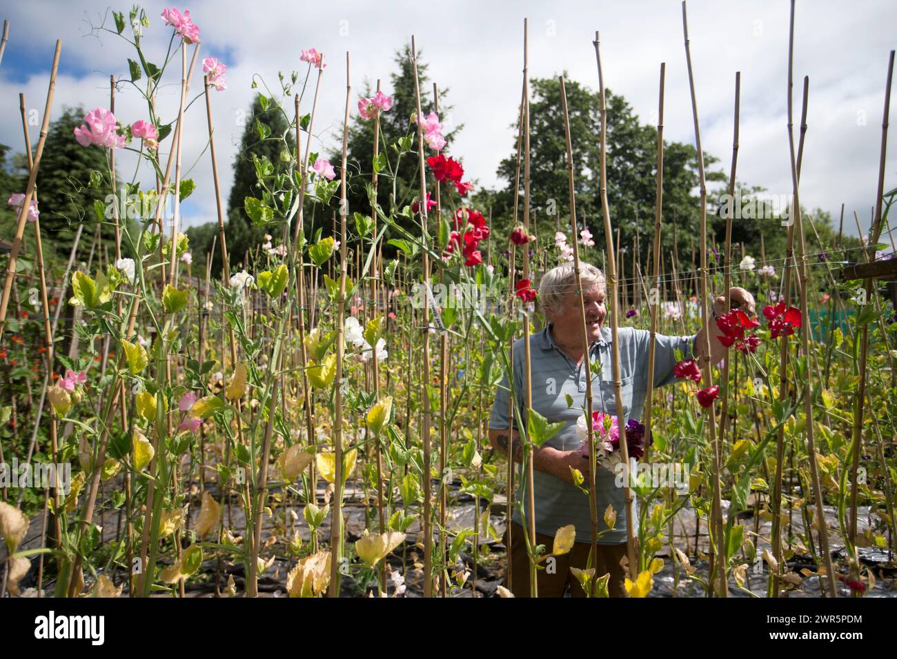 18/06/16 quando finalmente il sole esce e le temperature salgono, il campione coltivatore di piselli dolci George Pearson (75) sceglie i fiori dalla sua assegnazione a Bakewel Foto Stock