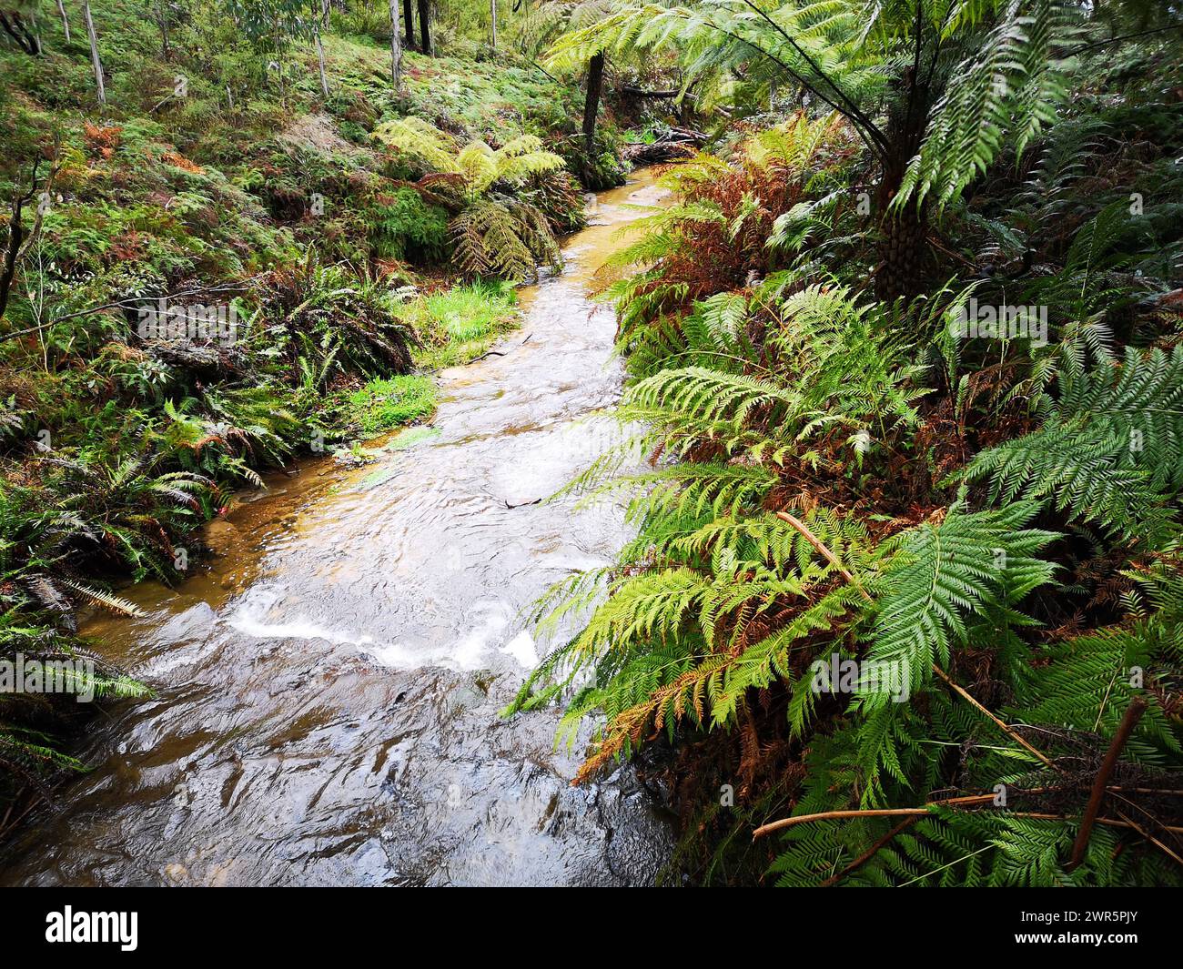 Un ruscello che si snoda attraverso una foresta lussureggiante. Regione delle Blue Mountains, Australia Foto Stock