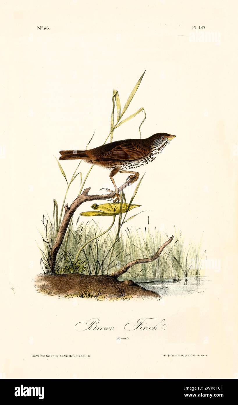 Elemento decorativo in stile vintage con un uccello marrone macchiato su un ramo vicino all'acqua e alle canne. Di J.J. Audubon: Birds of America, 1840 Foto Stock