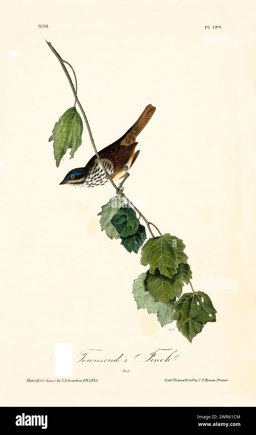 Elemento decorativo in stile vintage che raffigura un uccello marrone con strisce oculari blu su un ramo frondoso con vite arricciante. Di J.J. Audubon: 1840 Foto Stock