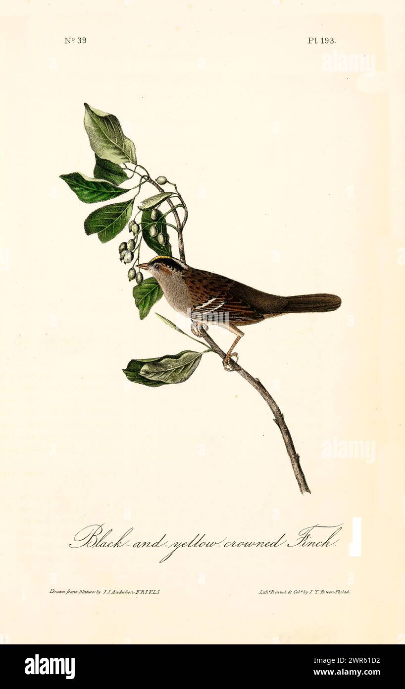 Elemento decorativo in stile vintage con un uccello marrone appollaiato accanto ai frutti di bosco verdi e alle foglie lucide. Di J.J. Audubon: Birds of America, 1840 Foto Stock