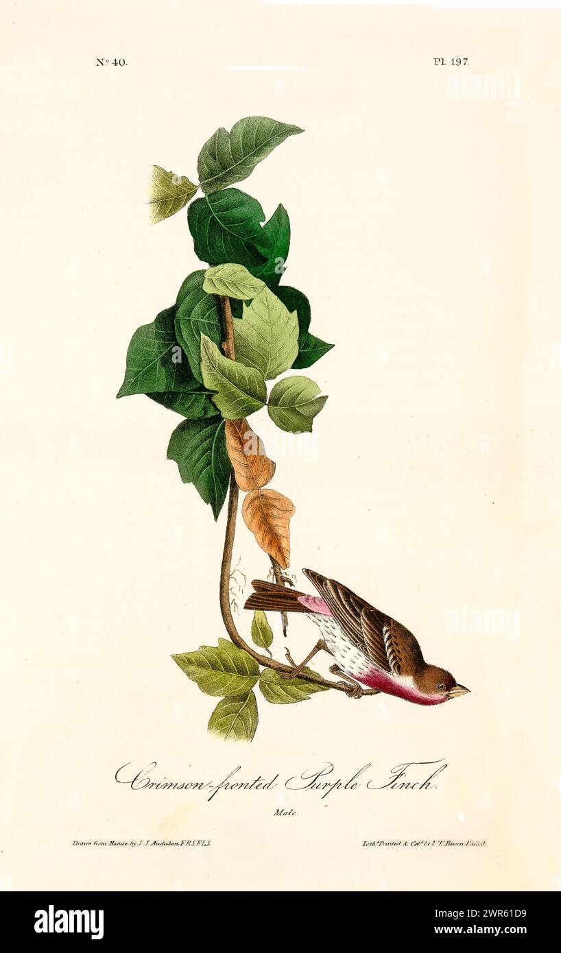 Elemento decorativo in stile vintage con un uccello rosa arroccato su un vitigno arricciato con foglie verdi e ocra a strati. Di J.J. Audubon: Birds of Ame Foto Stock