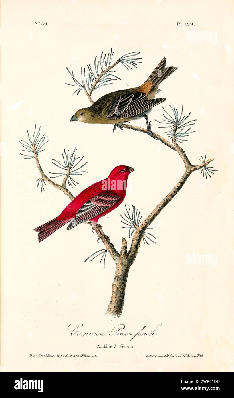 Elemento decorativo in stile vintage con un rosso vivace e un uccello marrone oliva arroccato su rami di pino sparsi. Di J.J. Audubon: Birds of America, 1840 Foto Stock