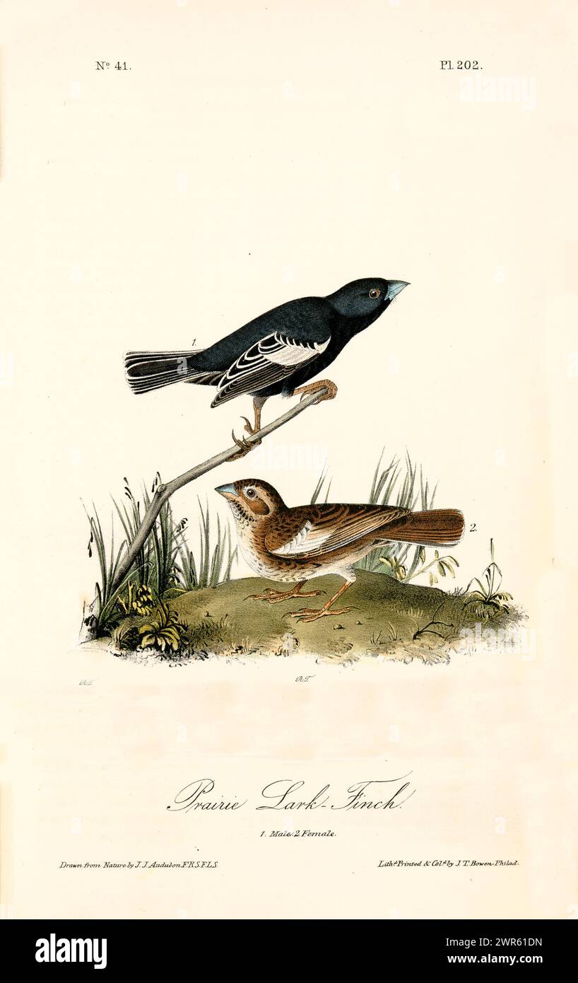 Elemento decorativo in stile vintage con un uccello nero e marrone adagiato su terreni erbosi con vegetazione sparsa. Di J.J. Audubon: Birds of America, 18 Foto Stock