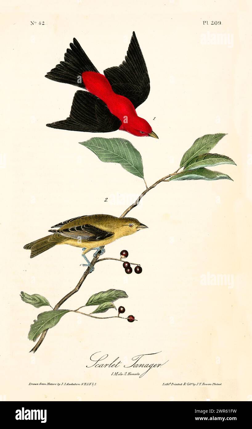 Elemento decorativo in stile vintage con un vivace uccello rosso in volo e un uccello giallo arroccato tra foglie verdi. Di J.J. Audubon: Birds of America, 1840 Foto Stock