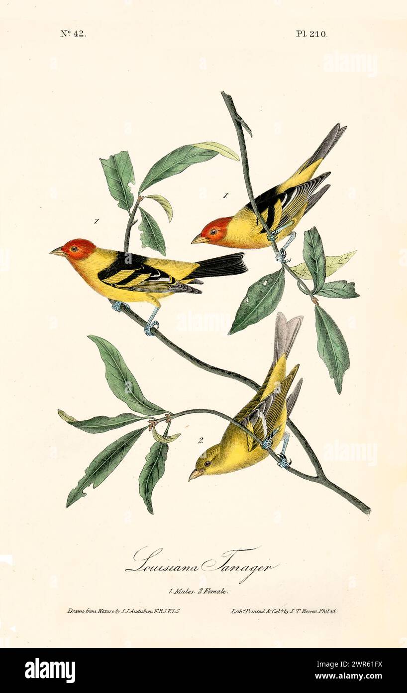 Elemento decorativo in stile vintage caratterizzato da vivaci uccelli gialli con teste rosse arroccate tra lunghe foglie verdi. Di J.J. Audubon 1840 Foto Stock