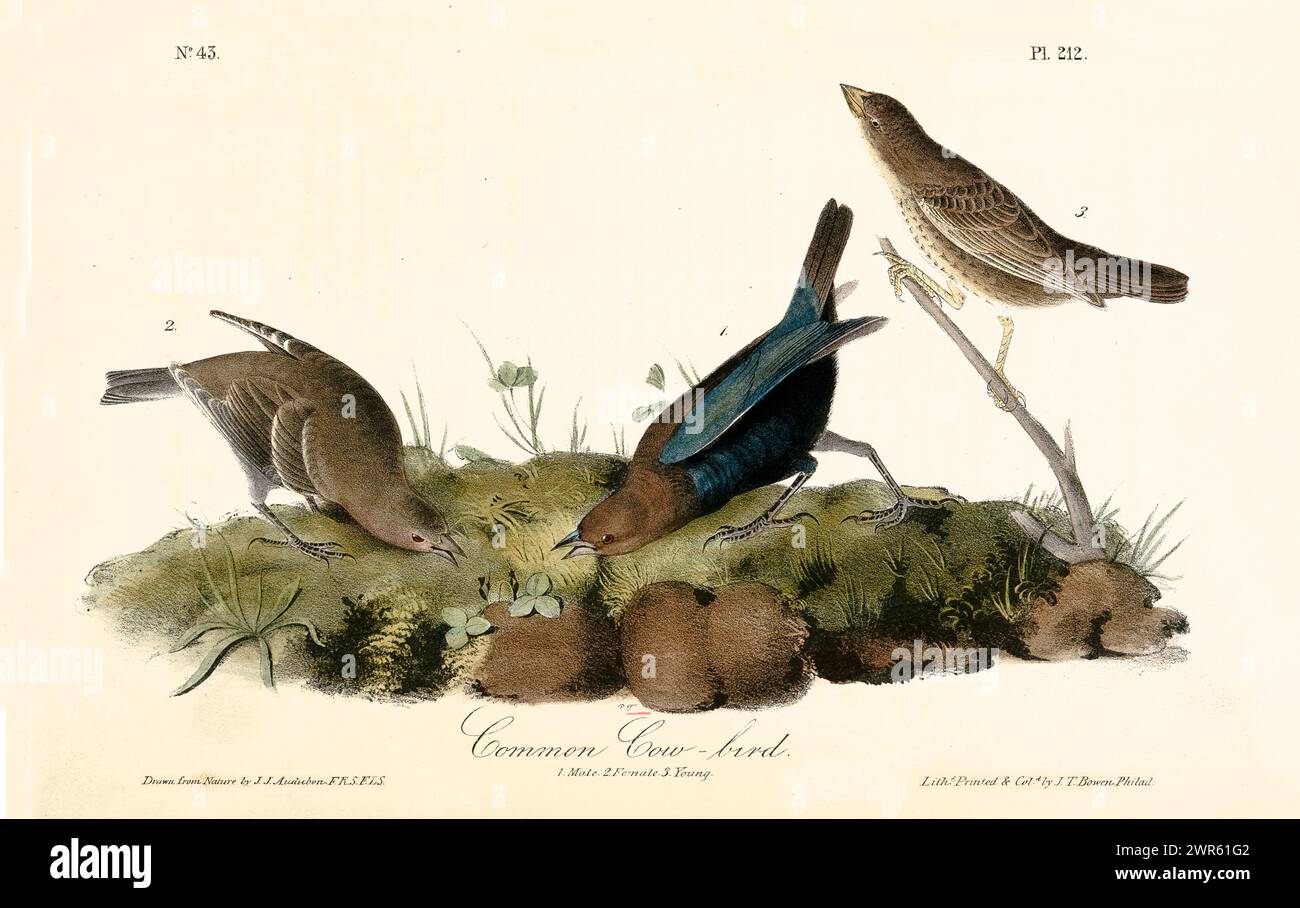 Elemento decorativo vintage che mostra un trio di comuni uccelli mucche che si nutrono su un terreno muscoloso, rifinito con dettagli raffinati. Di J.J. Audubon 1840 Foto Stock
