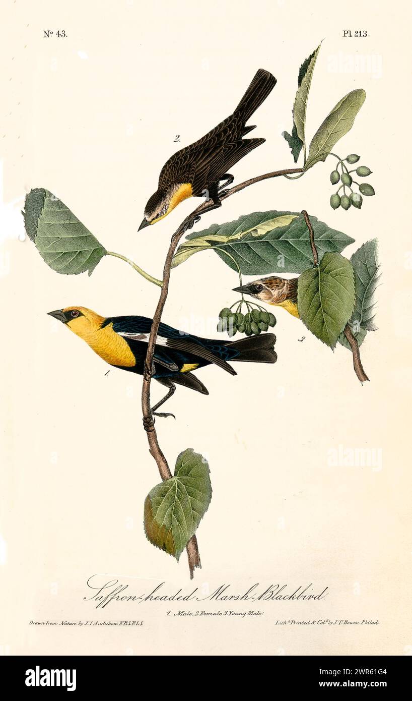 Elemento decorativo vintage di una famiglia Marsh Blackbird dalla testa di zafferano arroccata tra ramoscelli frondosi e frutti di bosco. Di J.J. Audubon: Birds of America, 1840 Foto Stock