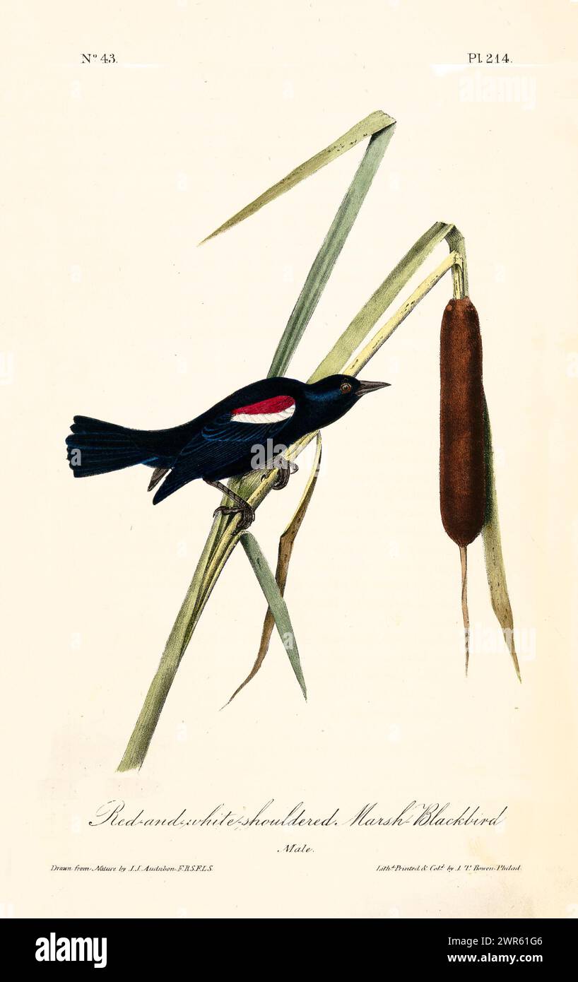 Elemento decorativo vintage di un maschio Marsh Blackbird con spalle rosse e bianche arroccato su canne vicino alle code. Di J.J. Audubon: Birds of America, 1840 Foto Stock