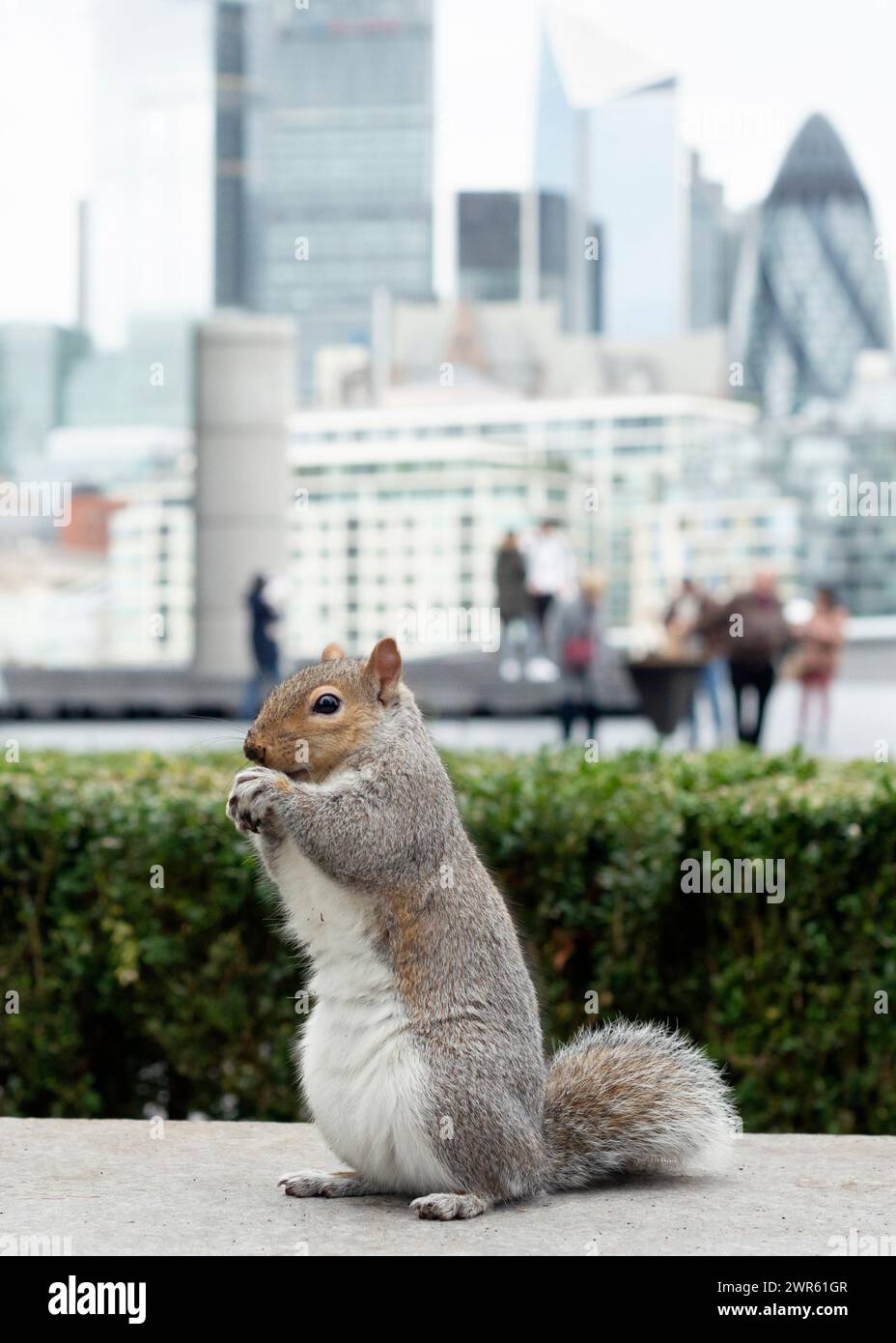 Fauna selvatica a Londra Eastern Grey Squirrel o Sciurus carolinensis in ambiente urbano come visto dal Municipio con sfondo alla City di Londra Foto Stock