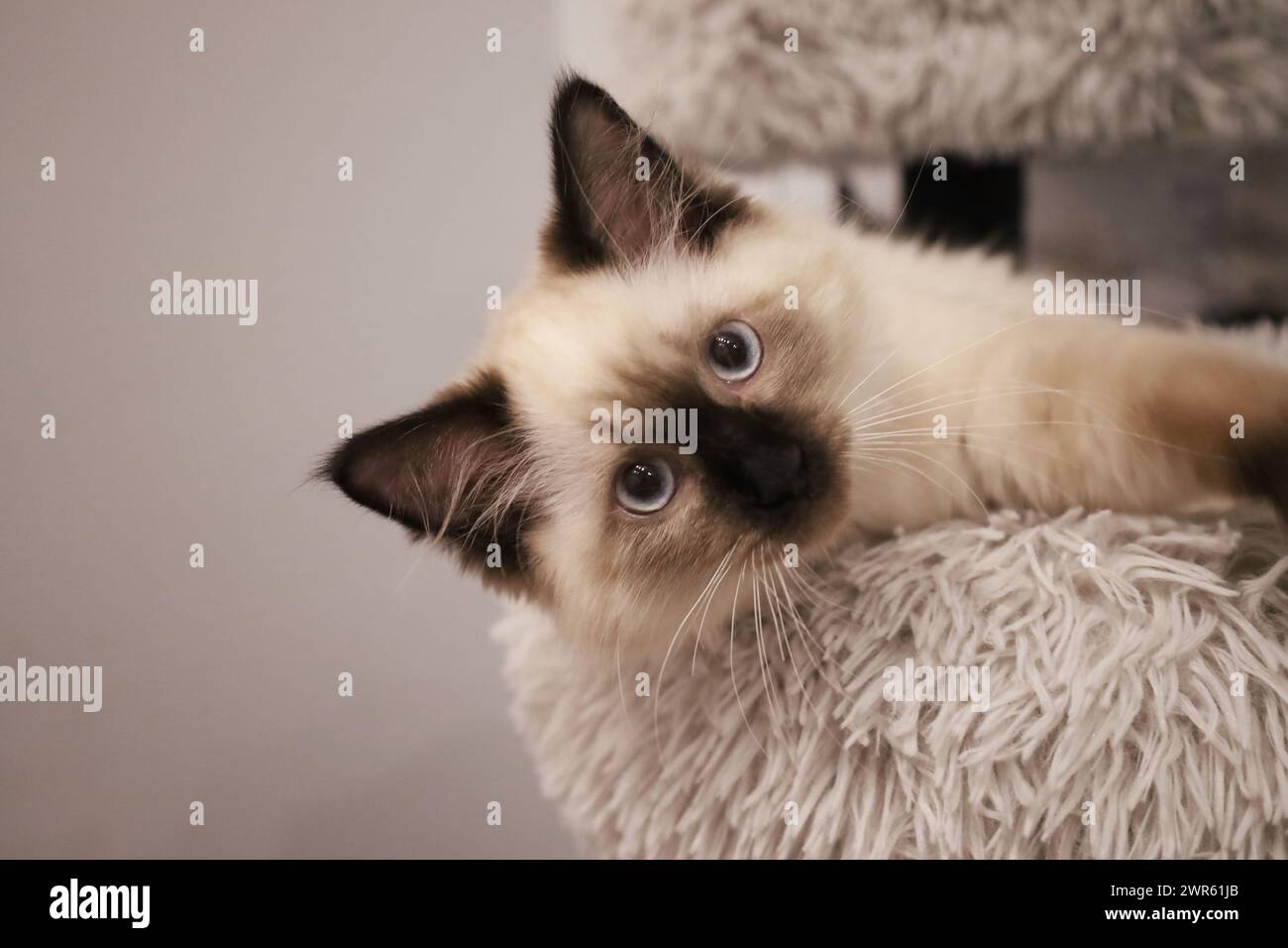 Gattino Ragdoll con accattivanti occhi blu che si rilassano lussuosamente su una superficie morbida. Foto Stock