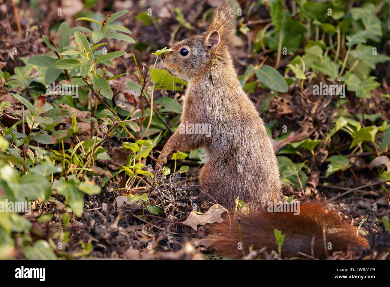 Un piccolo scoiattolo marrone che mangia foglie Foto Stock