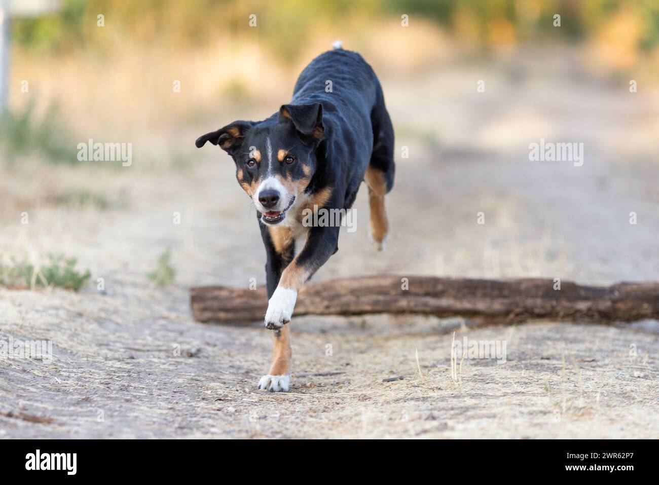 il cane sta saltando su un grande tronco di alberi nella foresta, appenzeller sennenhund Foto Stock