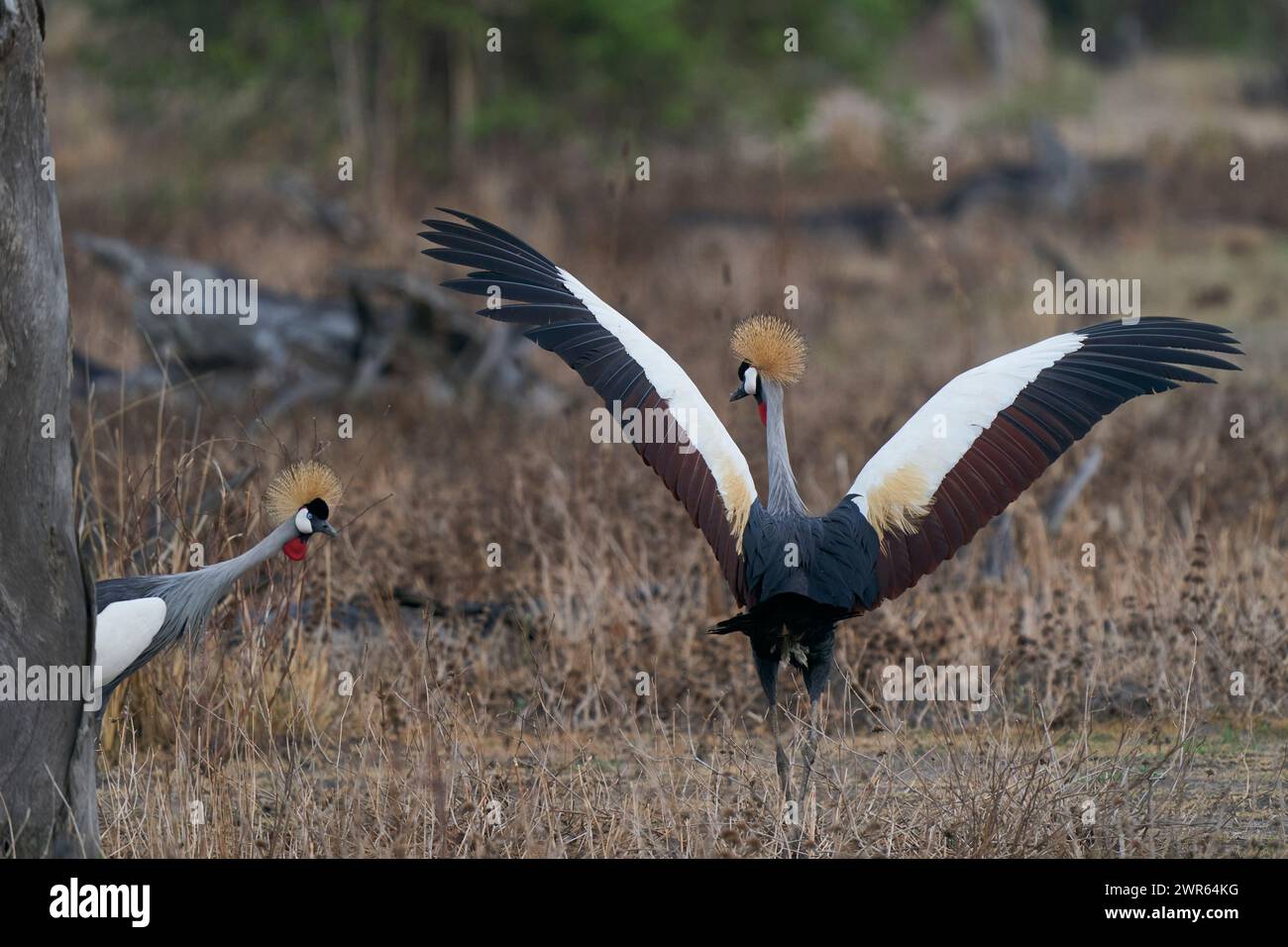 Gru coronate grigie (Balearica regulorum) esposte all'inizio della stagione delle piogge nel South Luangwa National Park, Zambia Foto Stock