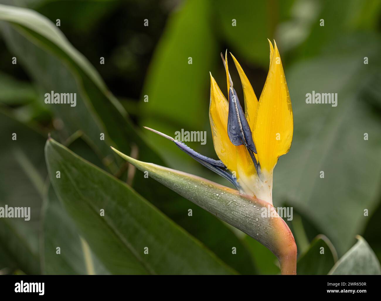 Fiore dell'uccello del Paradiso: Strelitzia reginae "Kirstenbosch Gold" Foto Stock