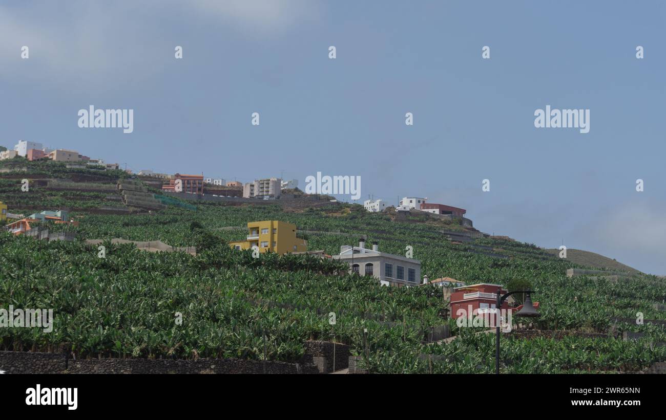 Colline verdeggianti, serena bellezza agricola. Foto Stock