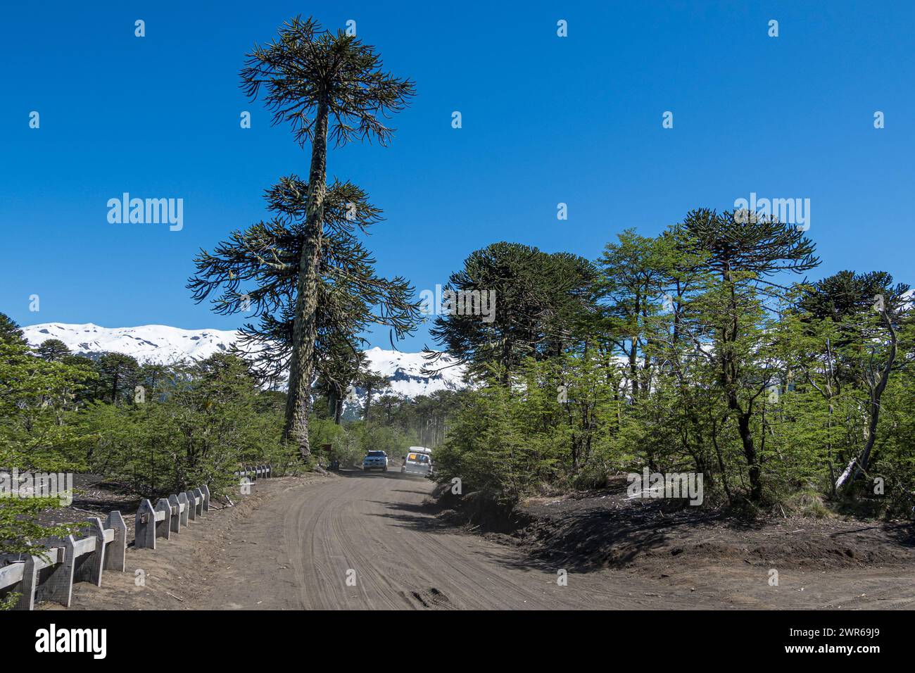 Strada sterrata tra alberi di auracaria, parcheggio all'uscita del sentiero Sendero Sierra Nevada, Parco Nazionale di Conguillio, Cile Foto Stock