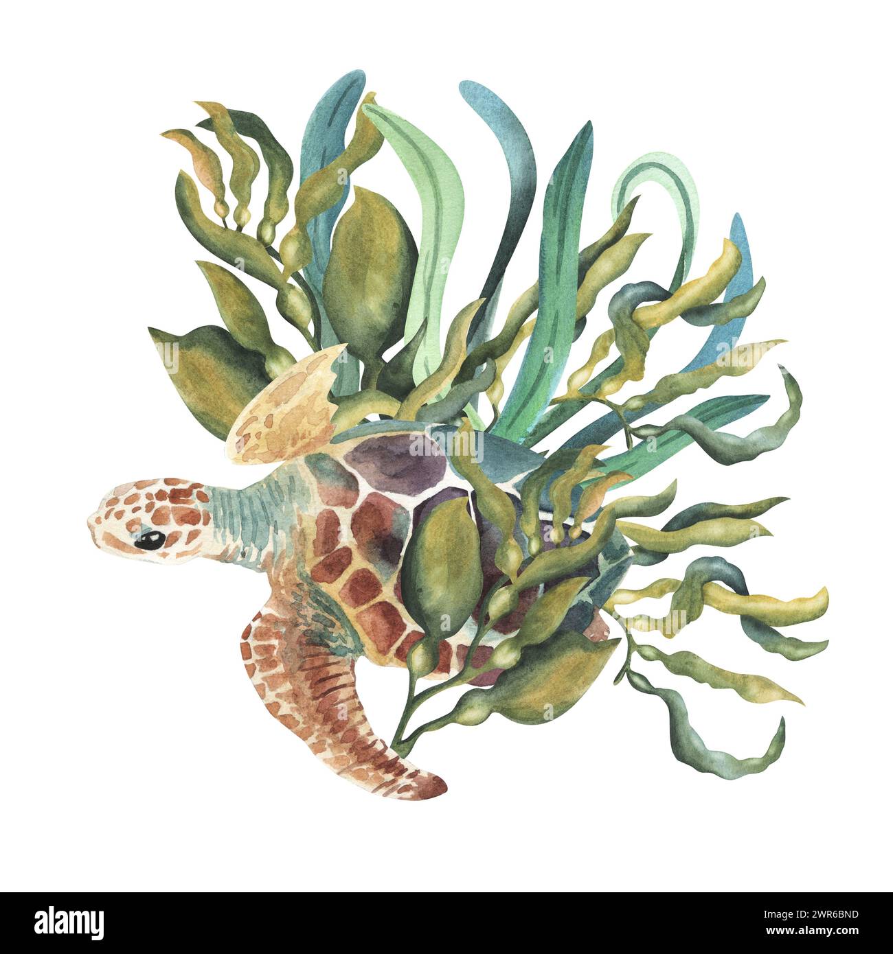 Tartaruga marina acquerello con alghe marine, alghe. illustrazione per biglietti d'auguri, inviti e altri progetti di stampa e web. Concetto ecologico Foto Stock
