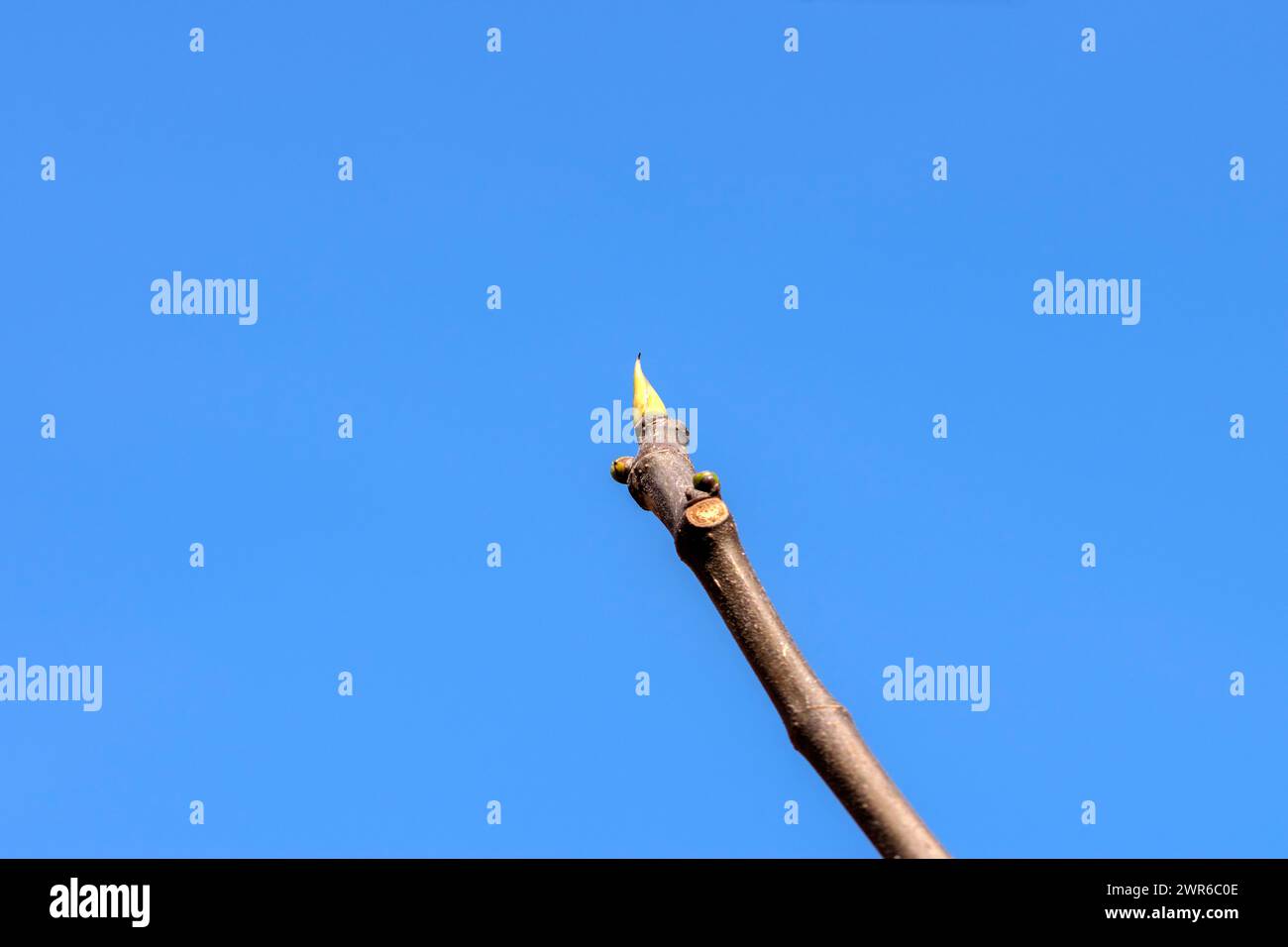 Primo piano Di Un albero di fichi ad Amsterdam, Paesi Bassi 9-3-2024 Foto Stock