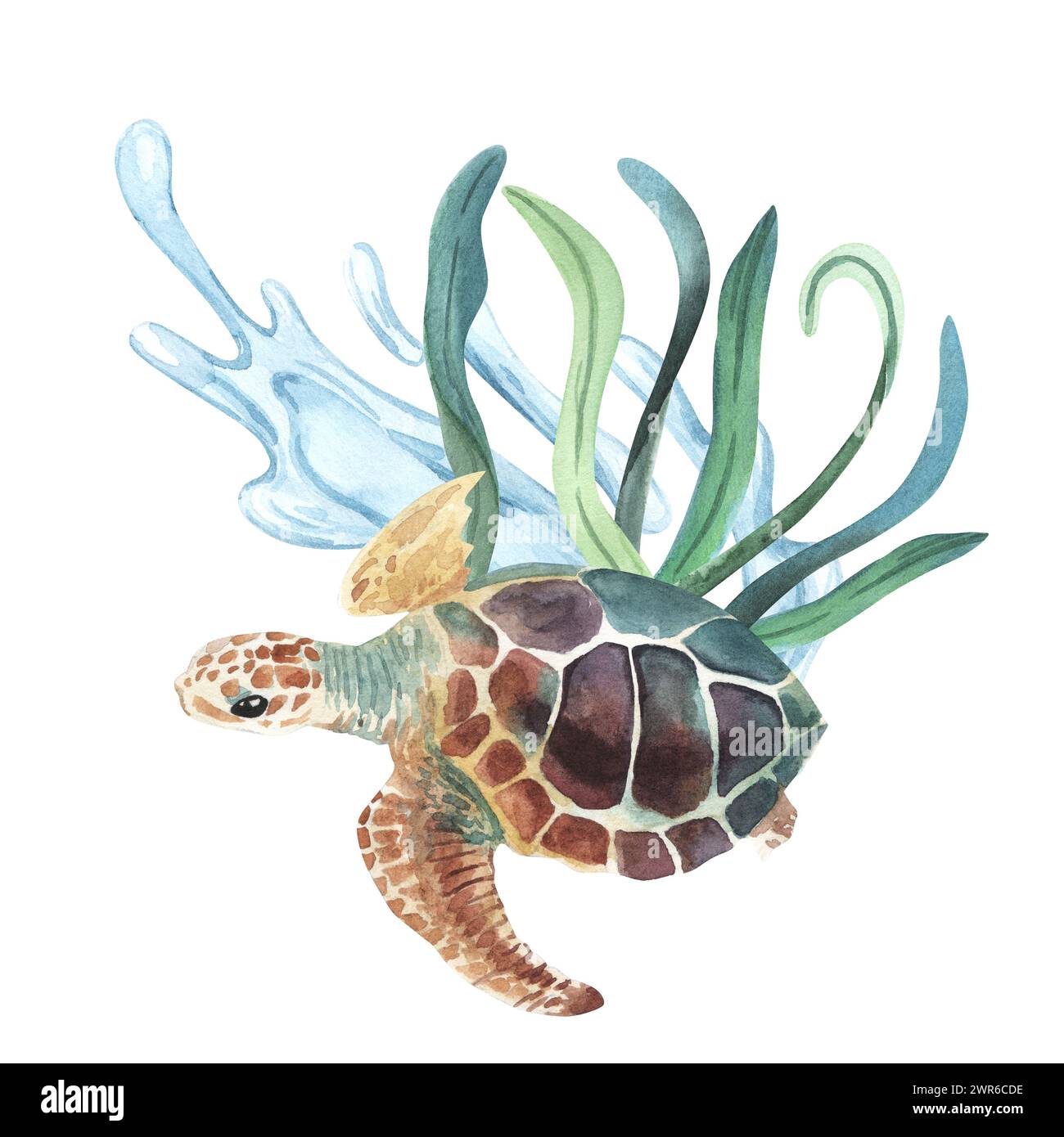 Tartaruga marina acquerello con alghe marine, alghe. illustrazione per biglietti d'auguri, inviti e altri progetti di stampa e web. Concetto ecologico Foto Stock