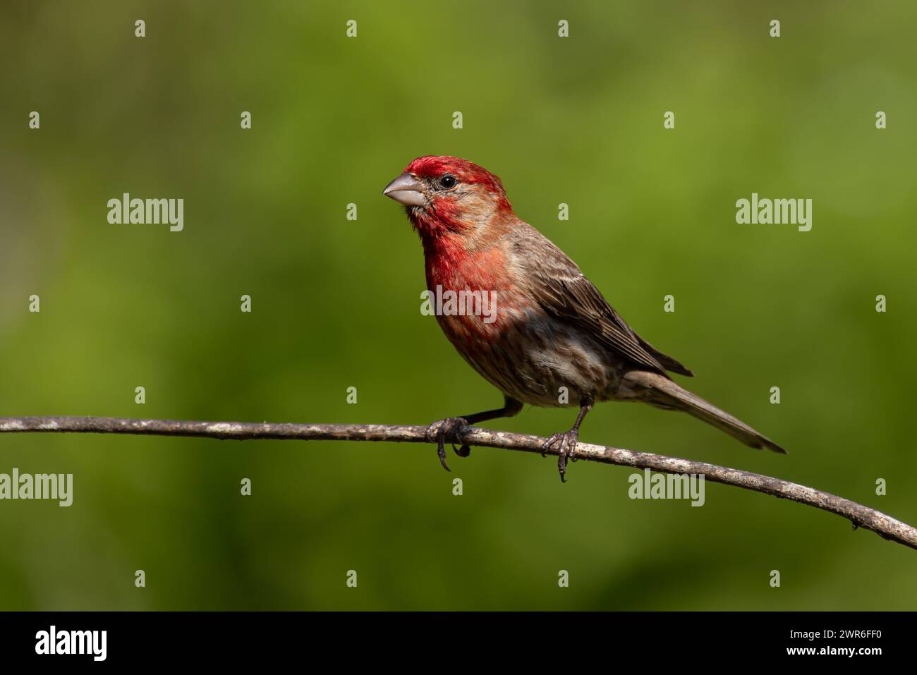 Un piccolo Finch viola (pur Haemorhous pureus) su un ramo in una foresta Foto Stock