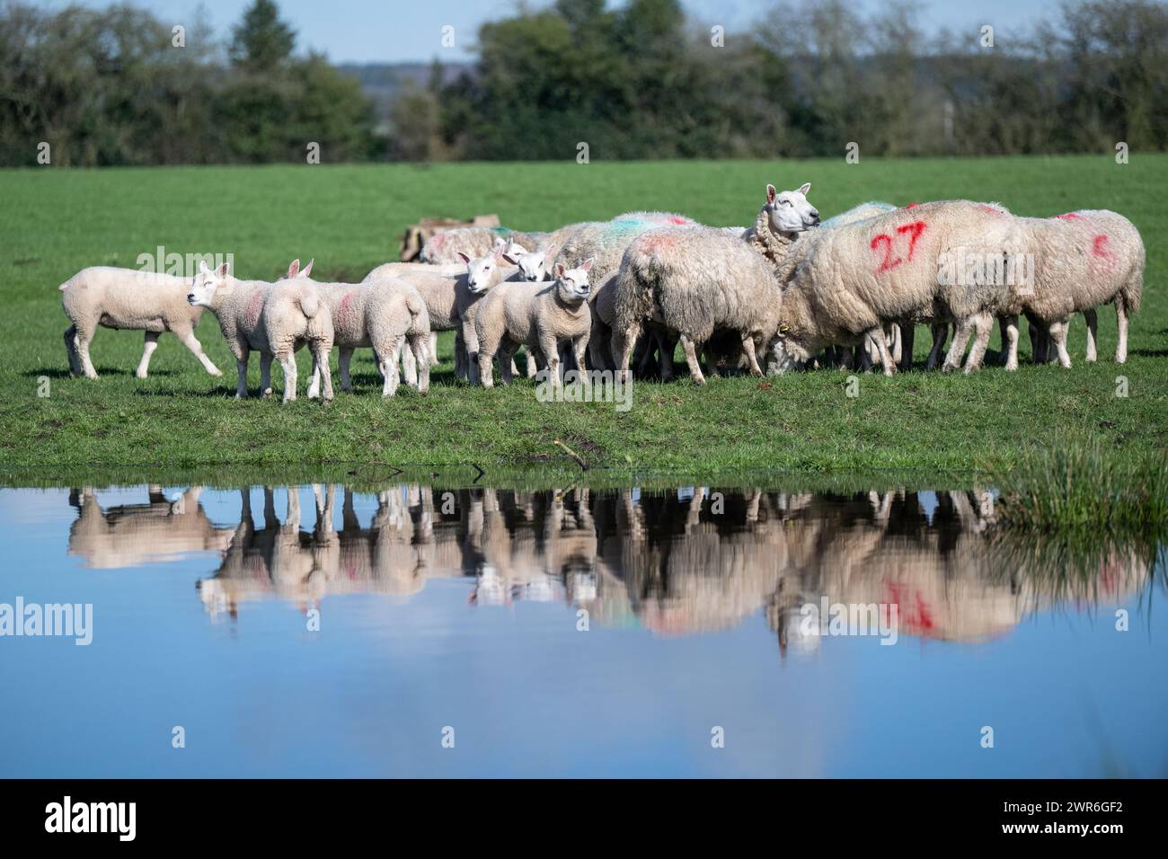 Gregge di pecore commerciali con agnelli Beltex che pascolano su una riva rialzata, riflessi in uno stagno. Shrewsbury, Regno Unito. Foto Stock