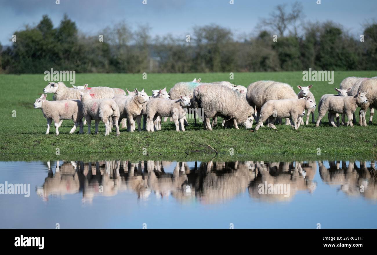 Gregge di pecore commerciali con agnelli Beltex che pascolano su una riva rialzata, riflessi in uno stagno. Shrewsbury, Regno Unito. Foto Stock