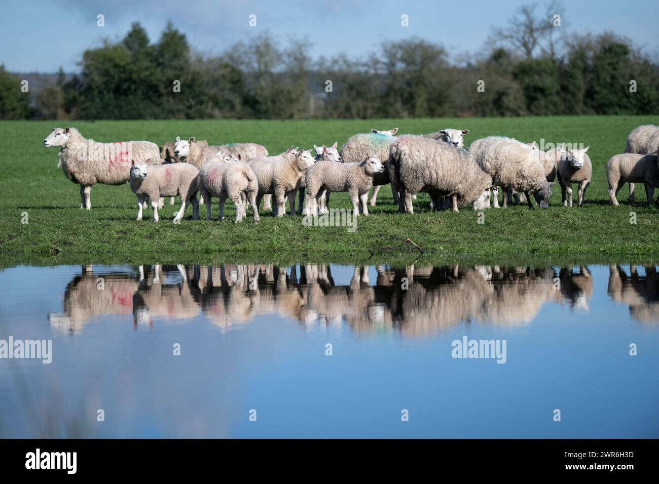 Gregge di pecore commerciali con agnelli Beltex che pascolano su una riva rialzata, riflessi in uno stagno. Shrewsbury, Regno Unito. Foto Stock