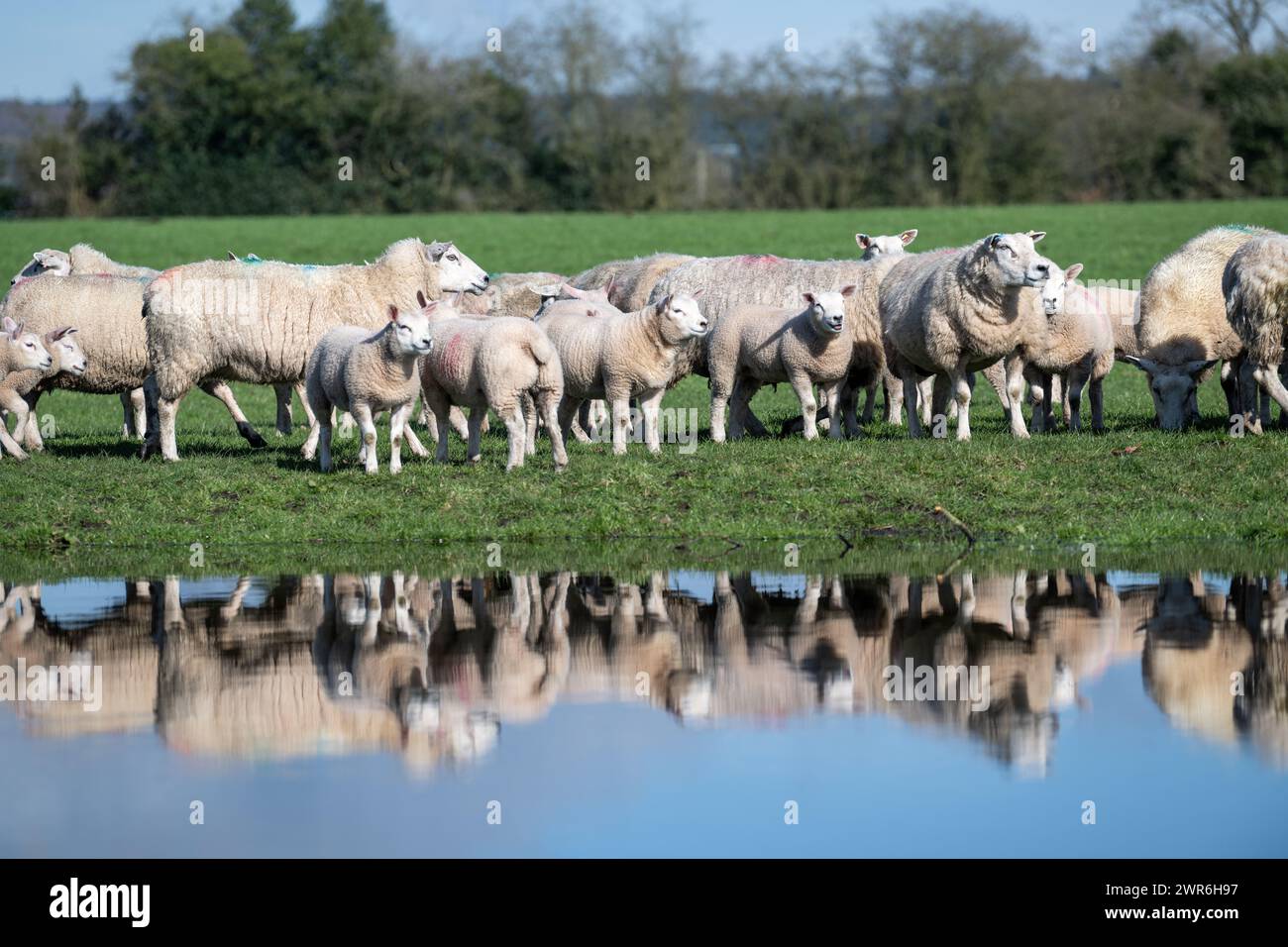 Gregge di pecore commerciali con agnelli Beltex che pascolano su una riva rialzata, riflessi in uno stagno. Shrewsbury, Regno Unito. Foto Stock