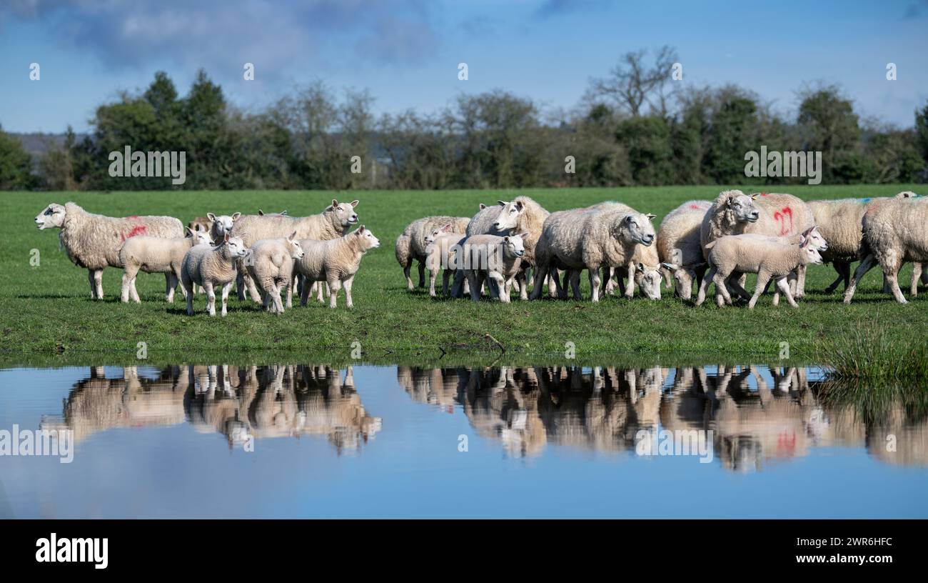 Gregge di pecore commerciali con agnelli Beltex che pascolano su una riva rialzata, riflessi in uno stagno. Shrewsbury, Regno Unito. Foto Stock