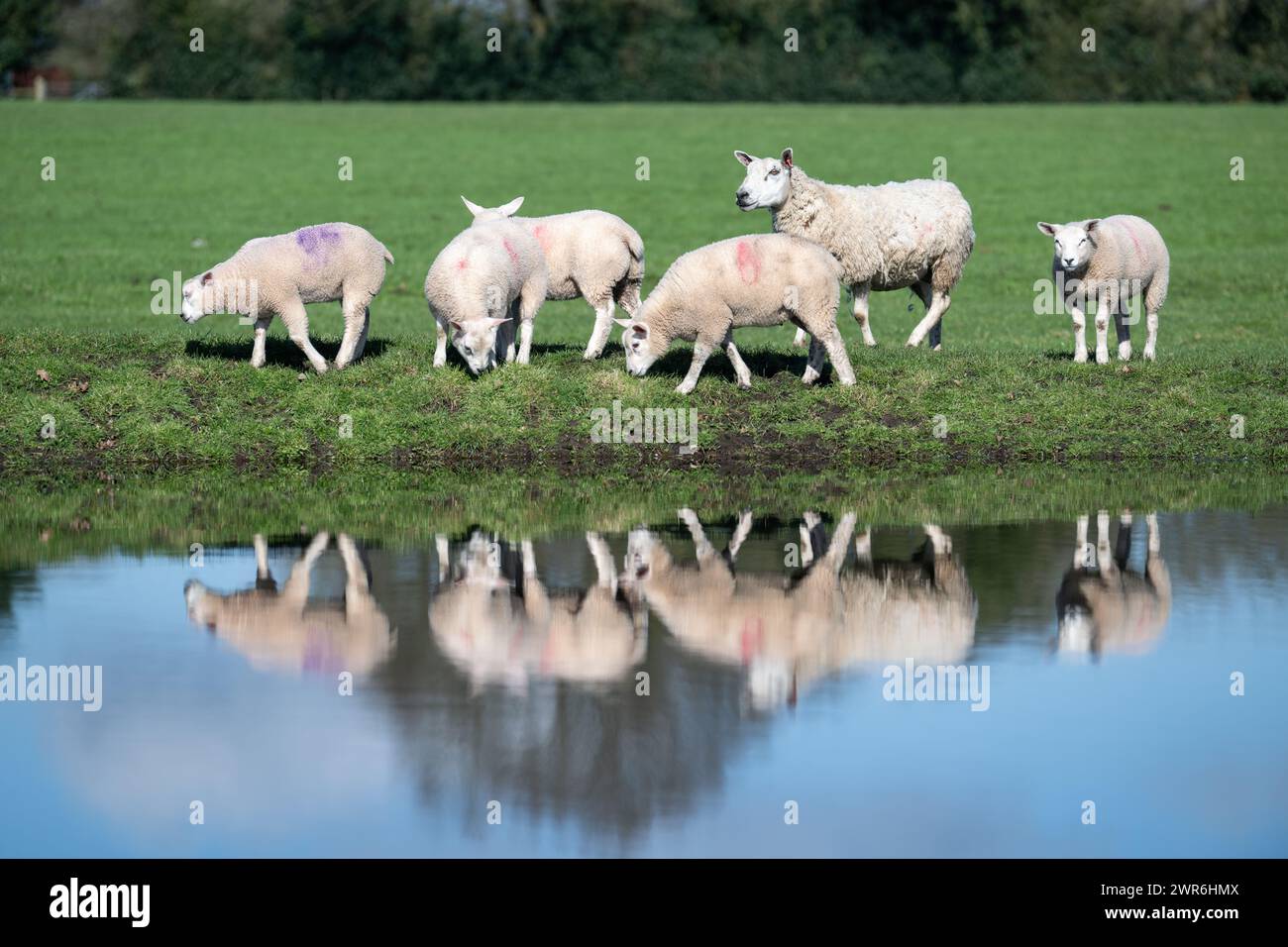 Gregge di pecore commerciali con agnelli Beltex che pascolano su una riva rialzata, riflessi in uno stagno. Shrewsbury, Regno Unito. Foto Stock