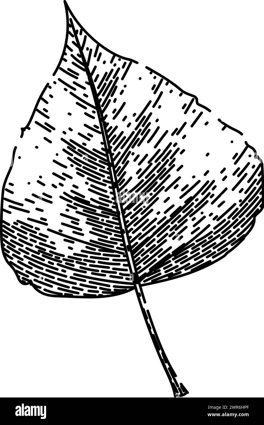 birch fall autumn leaf sketch vettore disegnato a mano Illustrazione Vettoriale