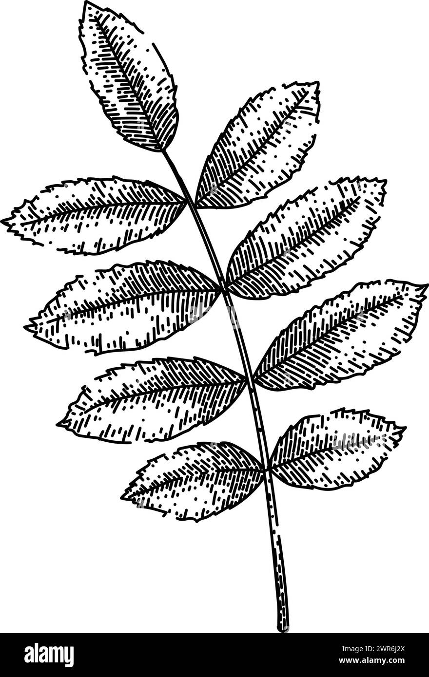rowan bozza di foglie autunnali vettore disegnato a mano Illustrazione Vettoriale
