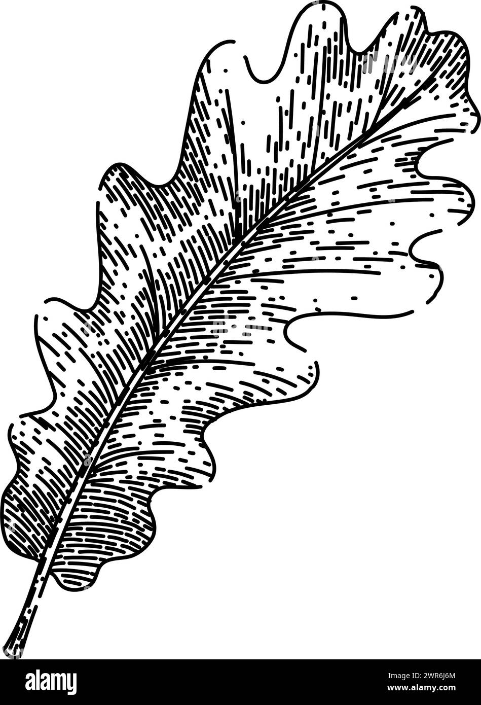 disegno di foglie autunnali di quercia vettoriale disegnato a mano Illustrazione Vettoriale