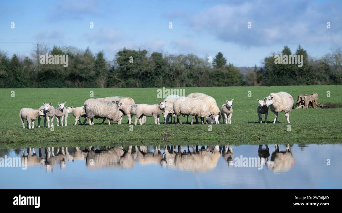 Gregge di pecore commerciali con agnelli Beltex che pascolano su una riva rialzata, riflessi in uno stagno. Shrewsbury, Regno Unito. Foto Stock