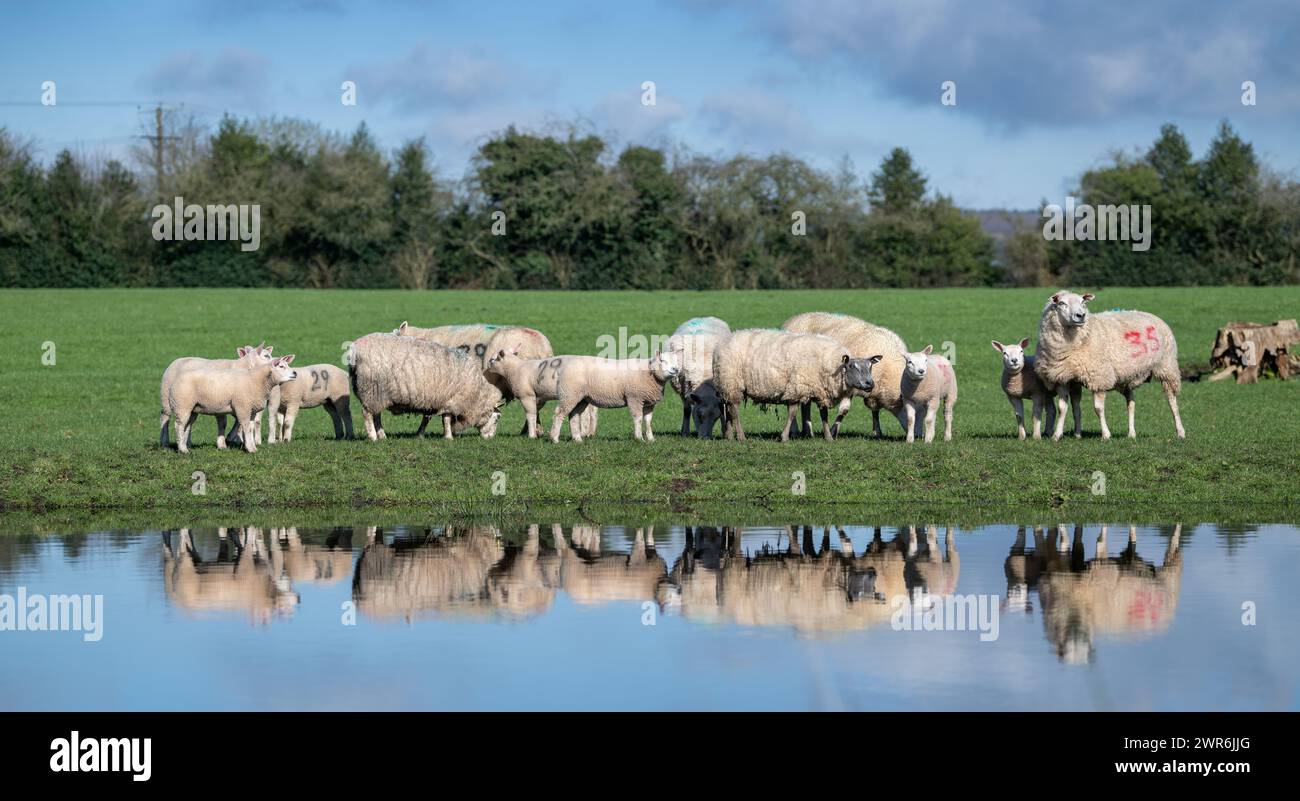 Gregge di pecore commerciali con agnelli Beltex che pascolano su una riva rialzata, riflessi in uno stagno. Shrewsbury, Regno Unito. Foto Stock