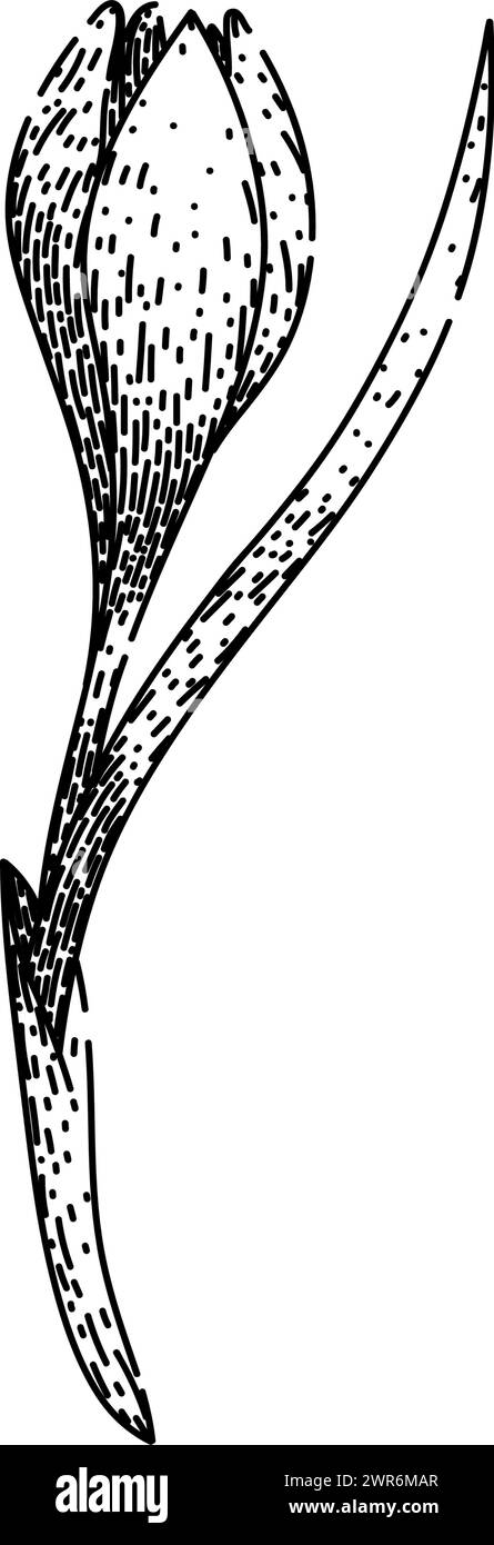 disegno del croco di fiori vettoriale disegnato a mano Illustrazione Vettoriale