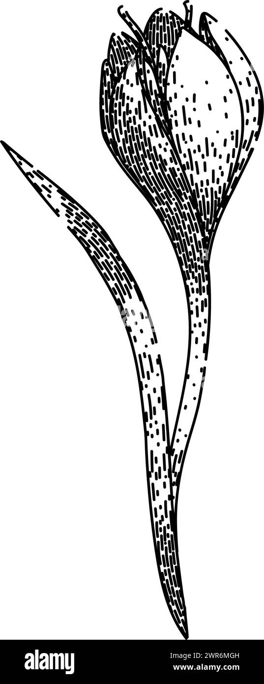 disegno vettoriale disegnato a mano del croco del giardino Illustrazione Vettoriale