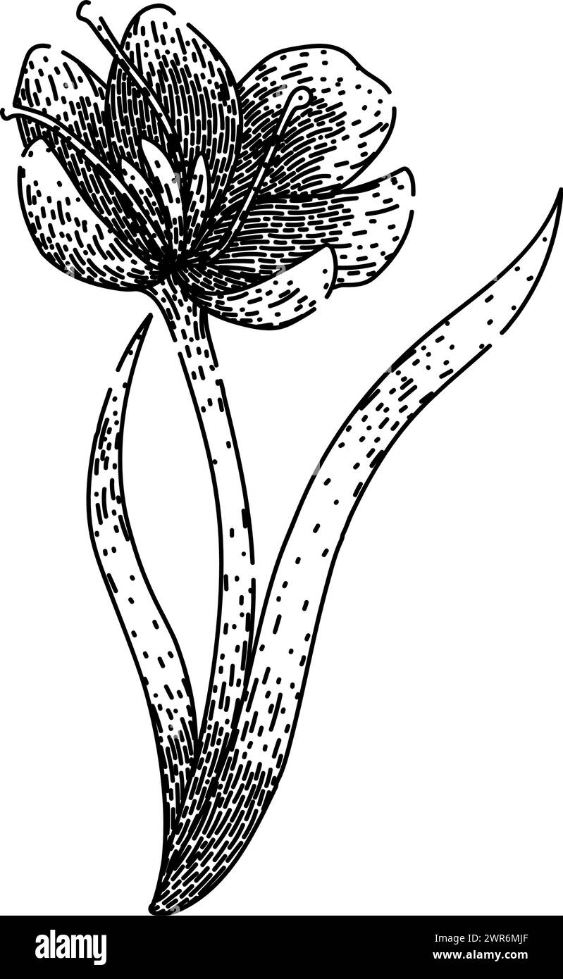 vettore disegnato a mano in uno schizzo a croco precoce Illustrazione Vettoriale