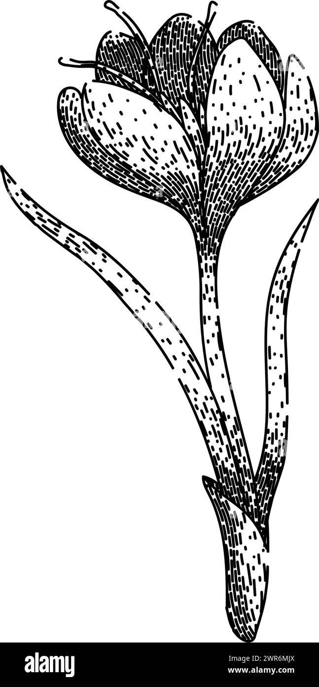 crocus crocus disegna un vettore disegnato a mano Illustrazione Vettoriale