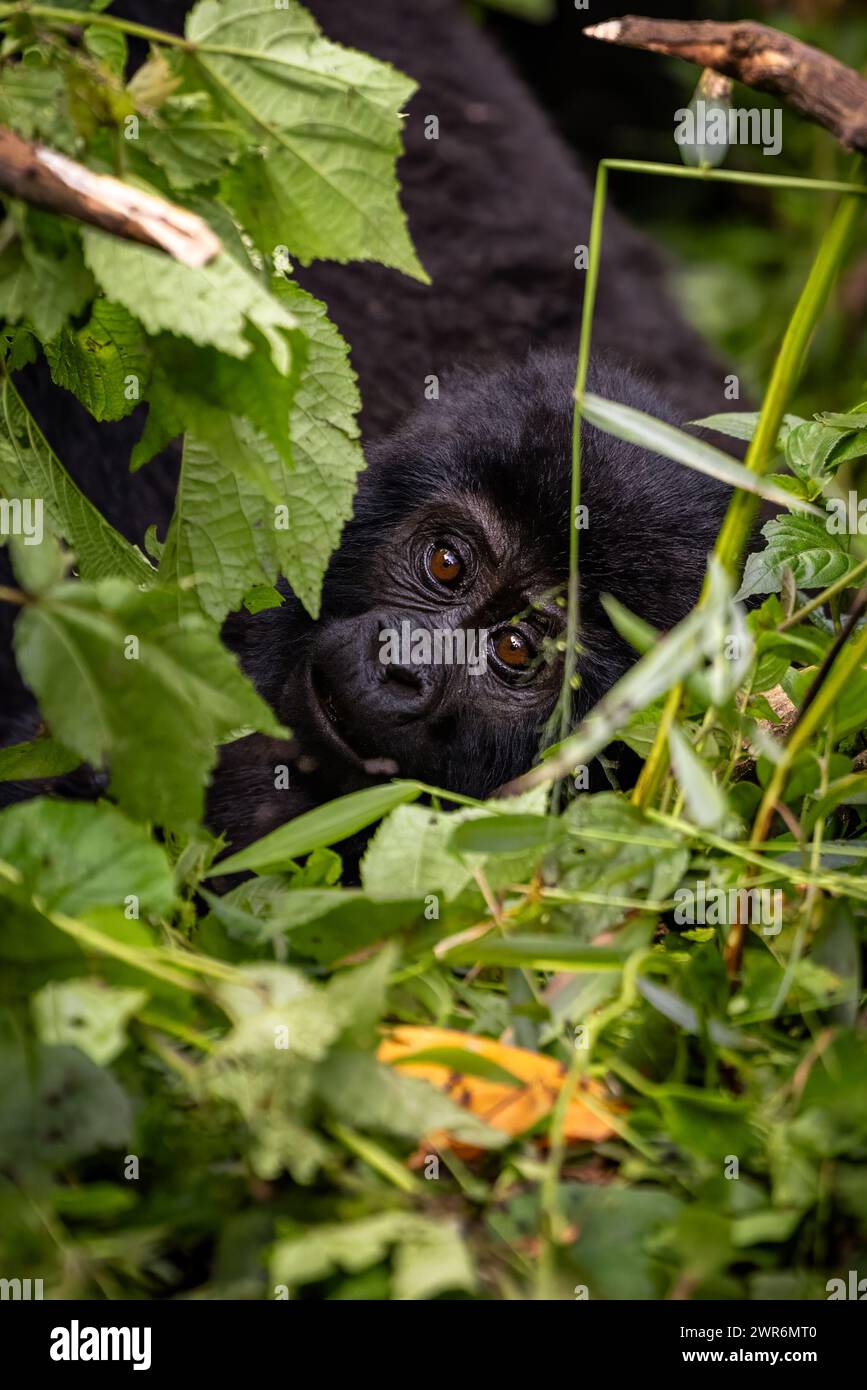 Il gorilla bambino, gorilla berengei berengei, sta riposando nel sottobosco della Foresta impenetrabile di Bwindi, Uganda. Foto Stock