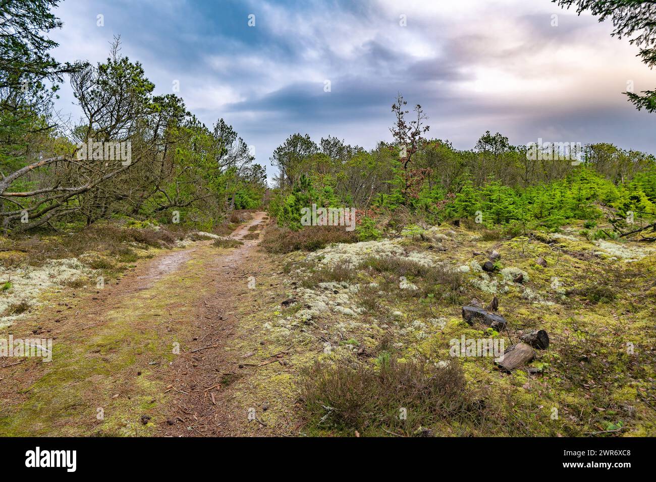 Foresta di piantagioni intemprata nel nord-ovest della Danimarca Foto Stock