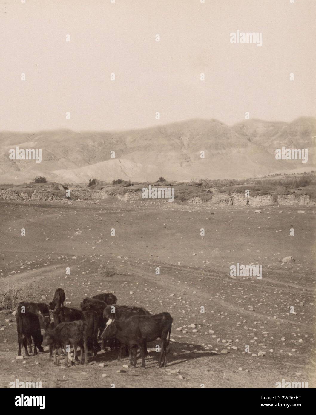 Vista di Gerico dalla pianura, a sinistra l'hotel Jordan, in primo piano bambini con mandria, Vue générale de Jéricho, Prize de la plaine.- Vista generale di Gerico presa dalla pianura. (Titolo su oggetto), parte di viaggio album con foto di Gerusalemme e altri luoghi biblici., Maison Bonfils, Gerico, c. 1867 - c. 1895, cartone, stampa albume, altezza 220 mm x larghezza 282 mm, fotografia Foto Stock