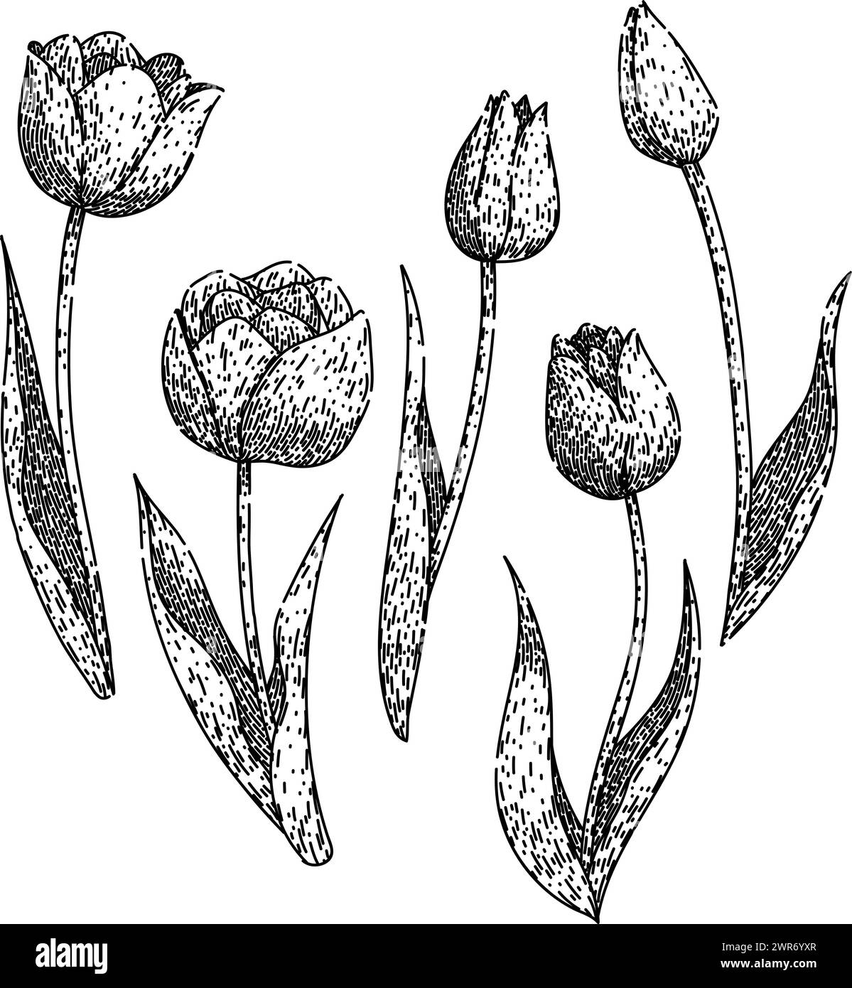 vettore disegnato a mano per lo schizzo di tulip set Illustrazione Vettoriale