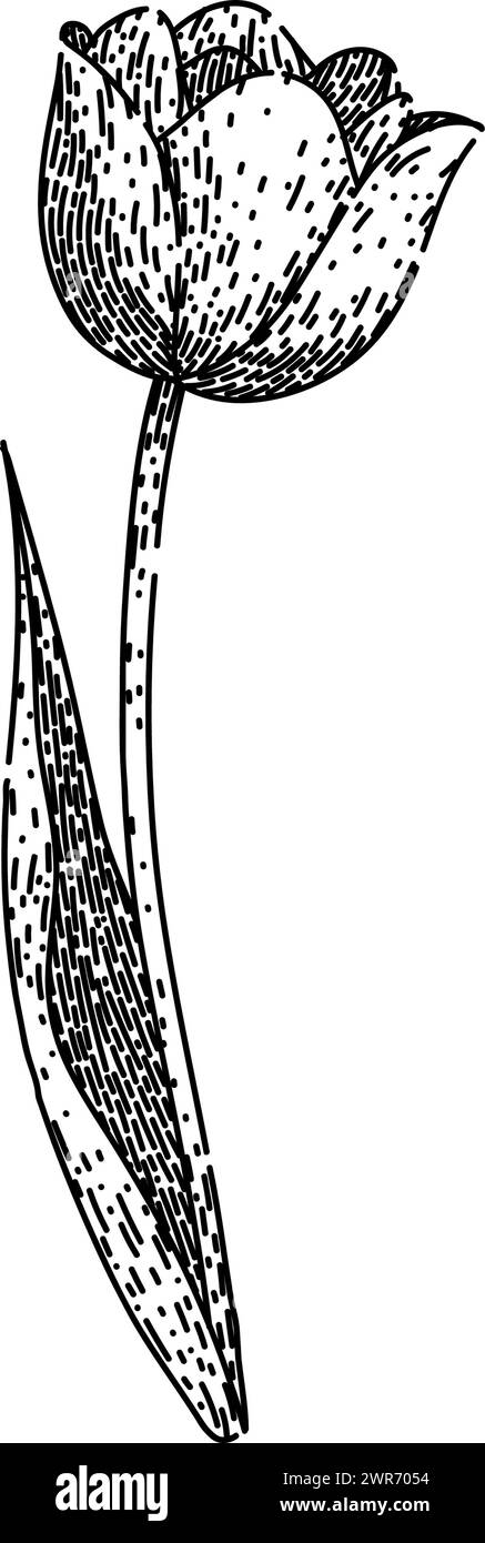 vettore disegnato a mano per lo schizzo di tulipani di fiori Illustrazione Vettoriale