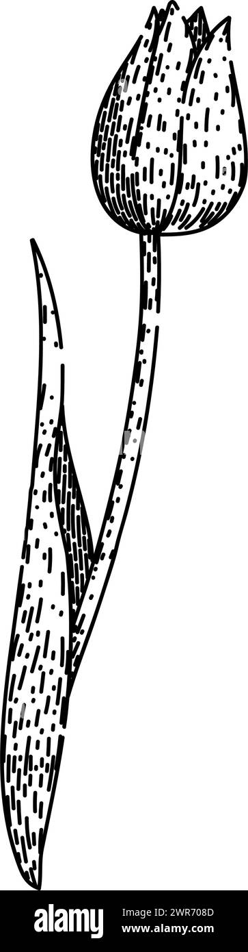 vettore disegnato a mano per uno schizzo a tulipano a molla Illustrazione Vettoriale
