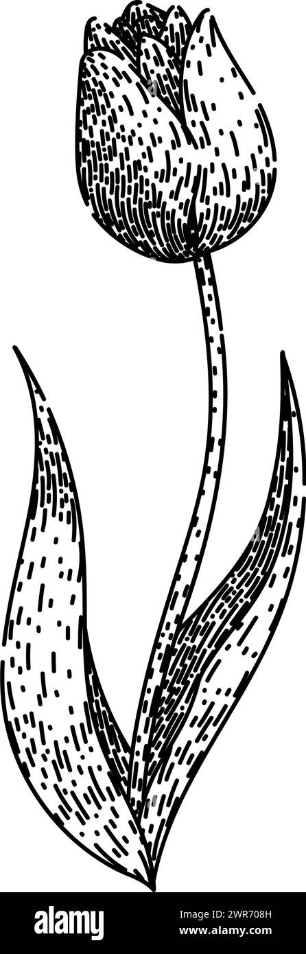 vettore disegnato a mano dello schizzo a tulipano del campo Illustrazione Vettoriale