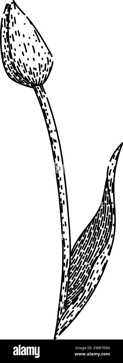 vettore disegno a mano dello schizzo a tulipano superiore Illustrazione Vettoriale