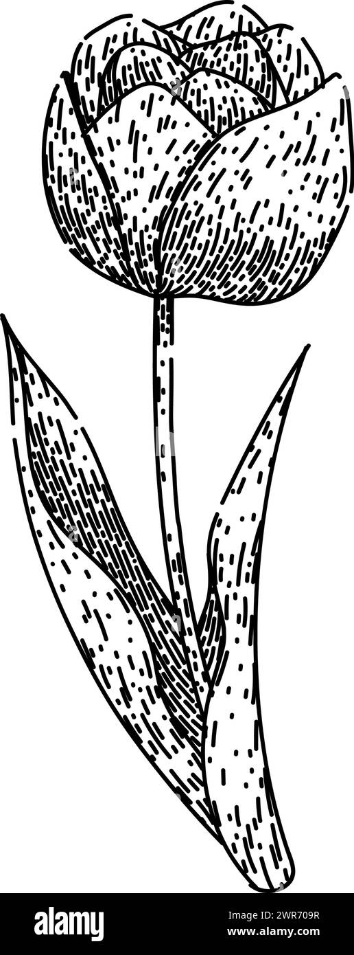 schizzo di tulipani bouquet vettoriale disegnato a mano Illustrazione Vettoriale